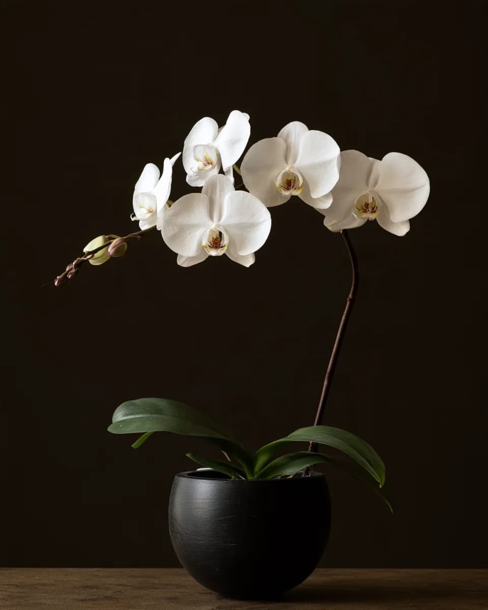 Ivory Orchid
