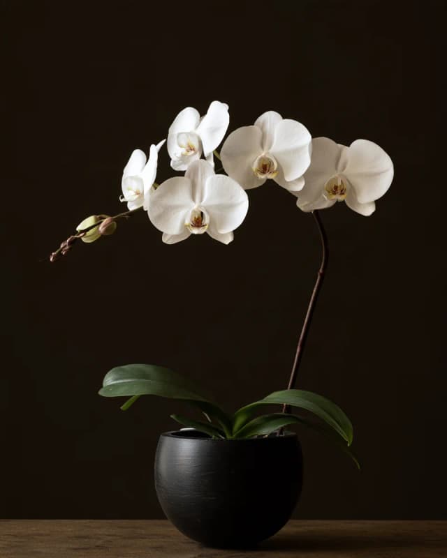 Ivory Orchid