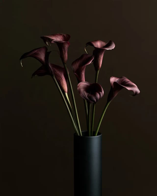 Black Calla